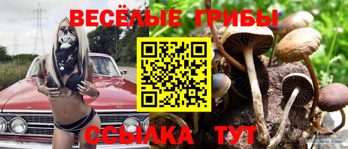 Кохма  Галлюциногенные грибы прущие грибы  Вход с VPN  Псилоцибиновые грибы Magic Shrooms 